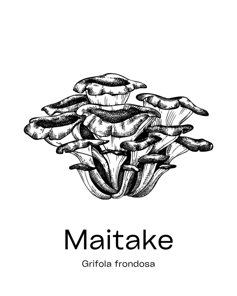 champignon digestion maitake