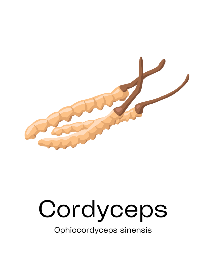 champignon orl cordyceps.png