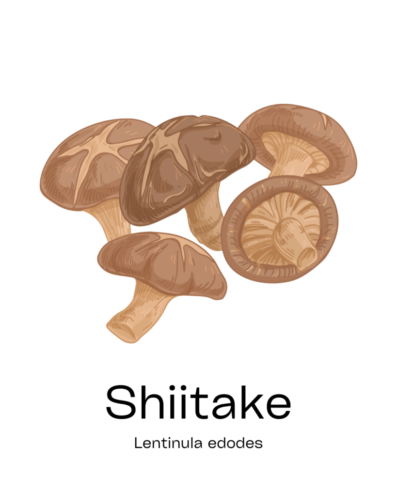 champignon surmenage shiitake
